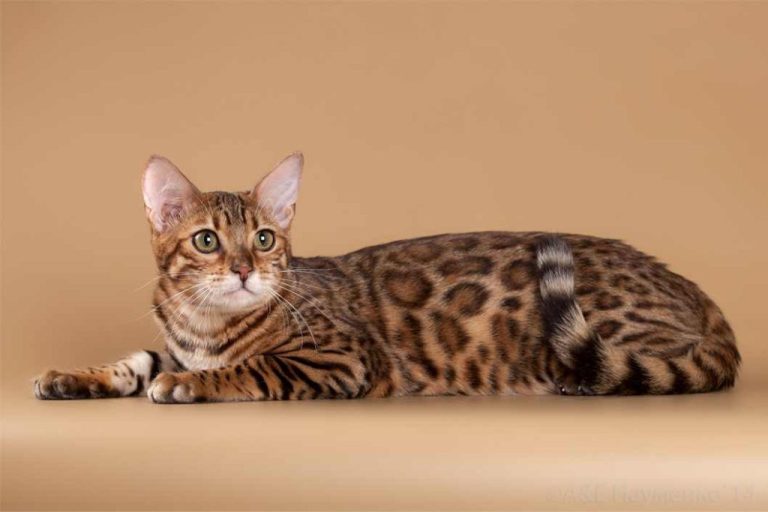 szép bengáli macska