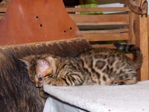 magyarországi barna rozettás bengáli cica