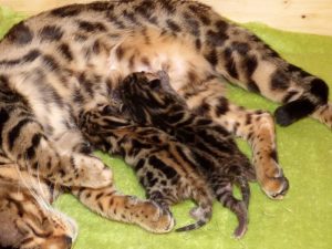 pici bengáli cicák