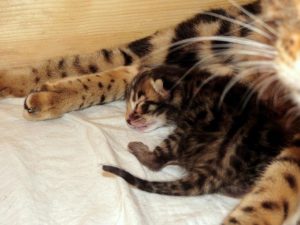 újszülött rozettás bengáli cica alszik
