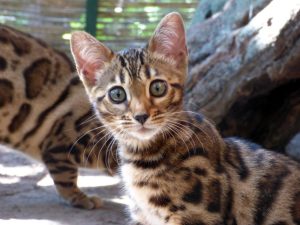 hét hetes bengáli nőstény