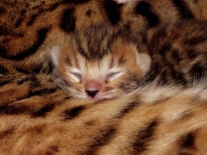 újszülött bengáli cica alszik