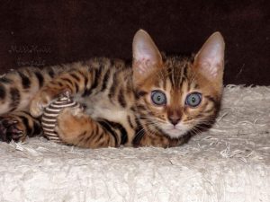 játékos bengáli kandúr cica