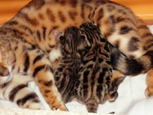 újszülött gyönyörű bengáli cicák