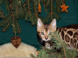 karácsonyi dísz bengáli cicával