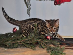 karácsonyi fotó rozettás bengáliról