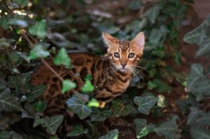 rozettás bengáli macska eladó