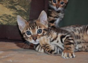 pöttyös bengáli cica játszik