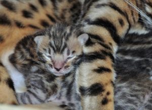 újszülött bengáli eladó