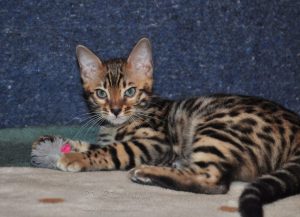 három hónapos cuki bengáli