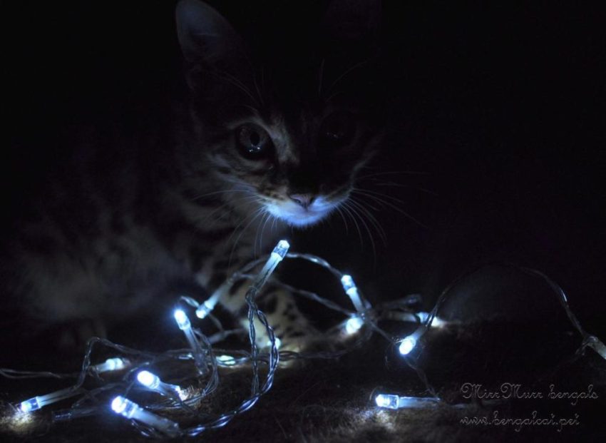 karácsonyi bengáli macska kép