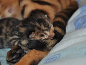 újszülött rozettás bengáli macska