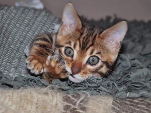 bengáli macska kiscica aranyos eladó