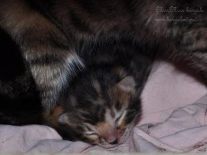 újszülött bengáli cica eladó