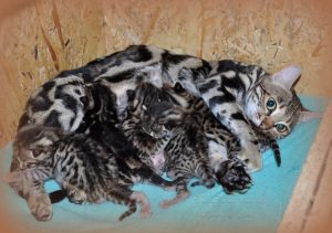 újszülött kis bengáli macskák