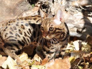 kandúr bengáli cica rozettás