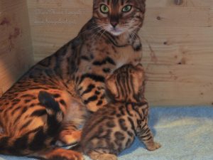 két hetes bengáli cica