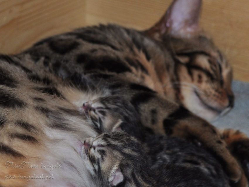 újszülött bengáli cicák alszanak