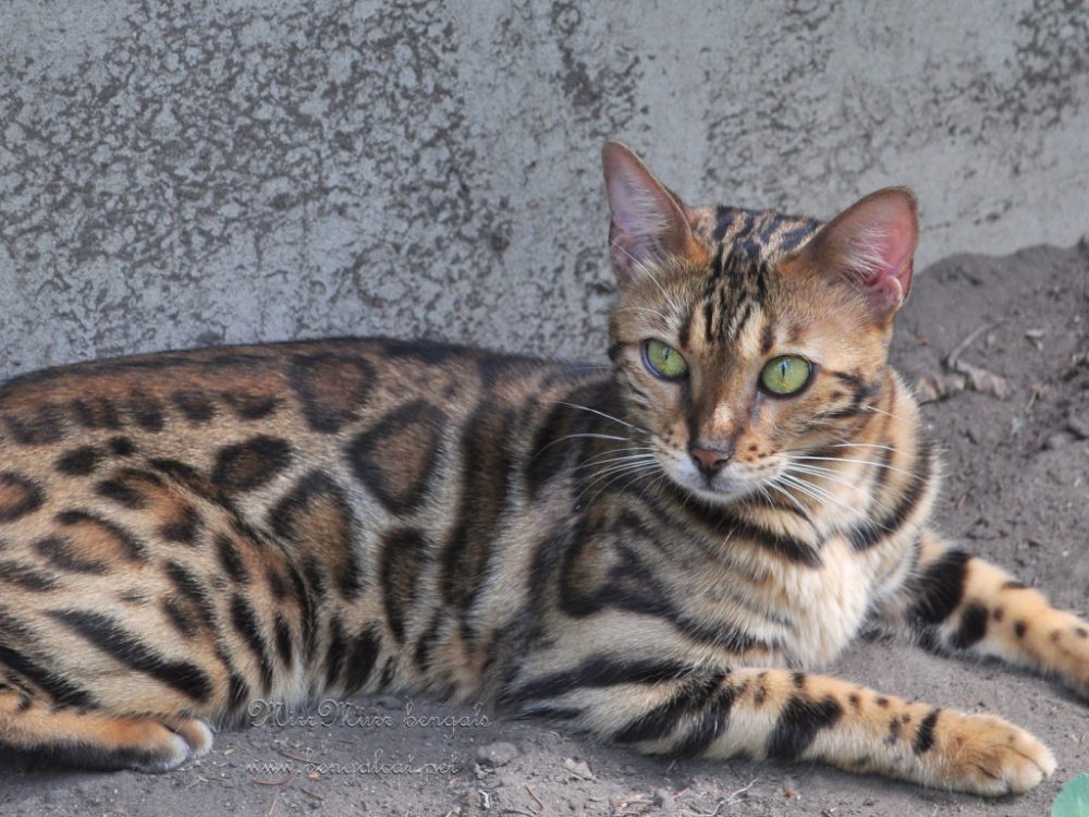 nőstény bengáli macska fekszik