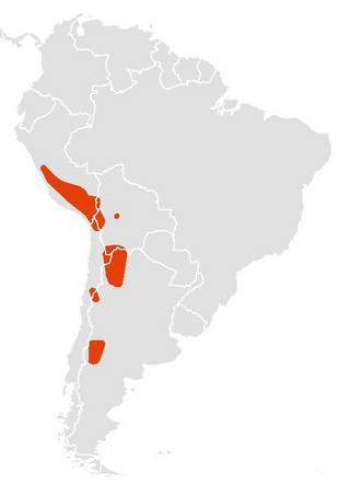 Andesi hegyimacska elterjedési területe