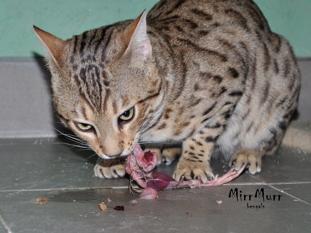 bengáli macska fürjet eszik